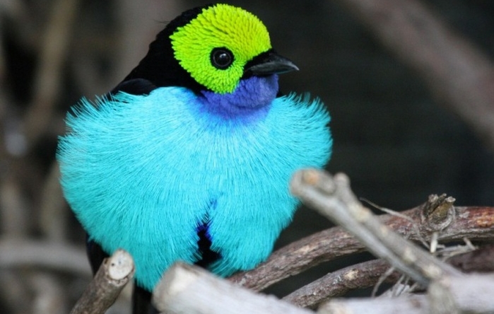 BIRD LOGOS FOR YOUR INSPIRATION