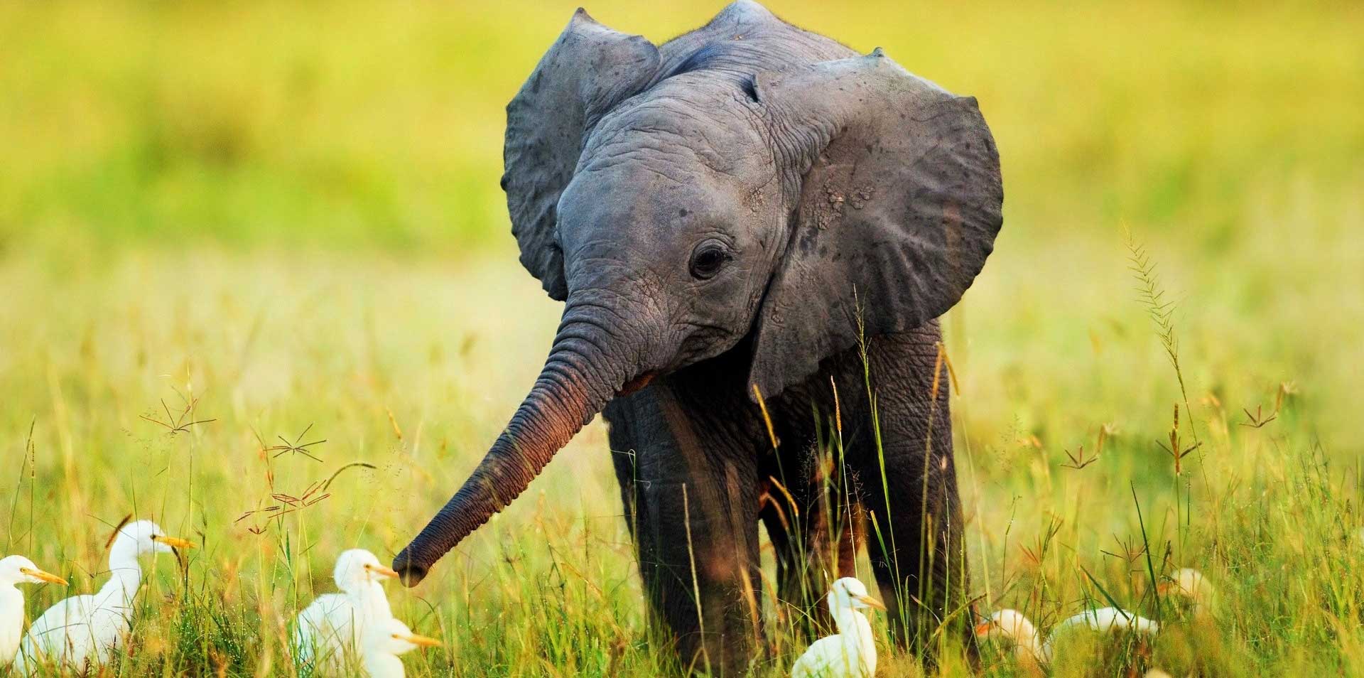 ELEPHANT LOGOS FOR YOUR INSPIRATION